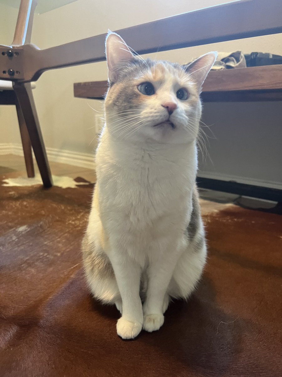 fatfatpankocat's tweet photo. https://t.co/gLW267Zyt7