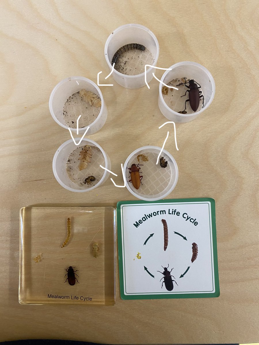 Crystal Canales (@c_canales13) on Twitter photo This has to be the coolest lifecycle I have ever seen. Right now we have 3 stages the worm to the larva and then the larva to the beetle! The students have loved every second of it. Everyday they run to see how many have changed into beetles😊 #prek3s #lifecycle <a href="/JOSECARDENASECC/">Jose Cardenas ECC</a> This has to be the coolest lifecycle I have ever seen. Right now we have 3 stages the worm to the larva and then the larva to the beetle! The students have loved every second of it. Everyday they run to see how many have changed into beetles😊 #prek3s #lifecycle <a href="/JOSECARDENASECC/">Jose Cardenas ECC</a>