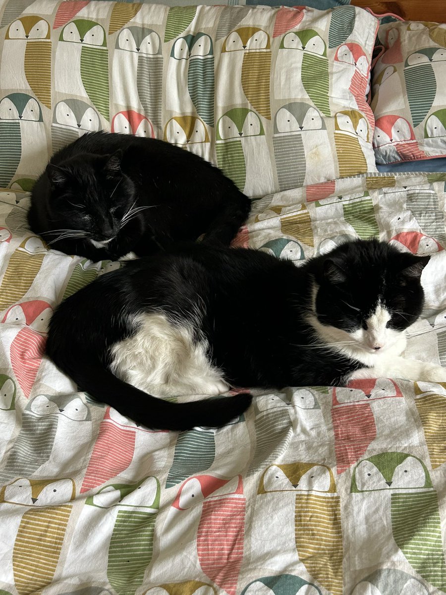 sclarem's tweet photo. @charliersmith1 Dill and Mint celebrated their 17th birthday this week. They send purrs to you. https://t.co/gB4VCKaBVR