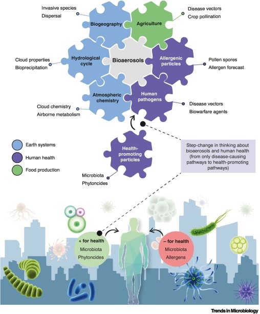 🚨New paper in <a href="/TrendsMicrobiol/">Trends in Microbiology</a> 

‘The aerobiome–health axis: a paradigm shift in bioaerosol thinking’

Are health-promoting particles a missing piece to the bioaerosol puzzle? 

w/ <a href="/_MBreed/">Martin Breed</a> 

50 days free access via this link:

authors.elsevier.com/a/1h6Hp,L%7EyC…