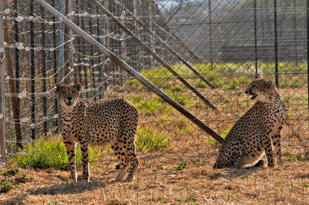 "Cheetah Deaths in India Mar Reintroduction Efforts" by BY HARI KUMAR AND SAMEER YASIR via NYT ift.tt/7umjBah #science