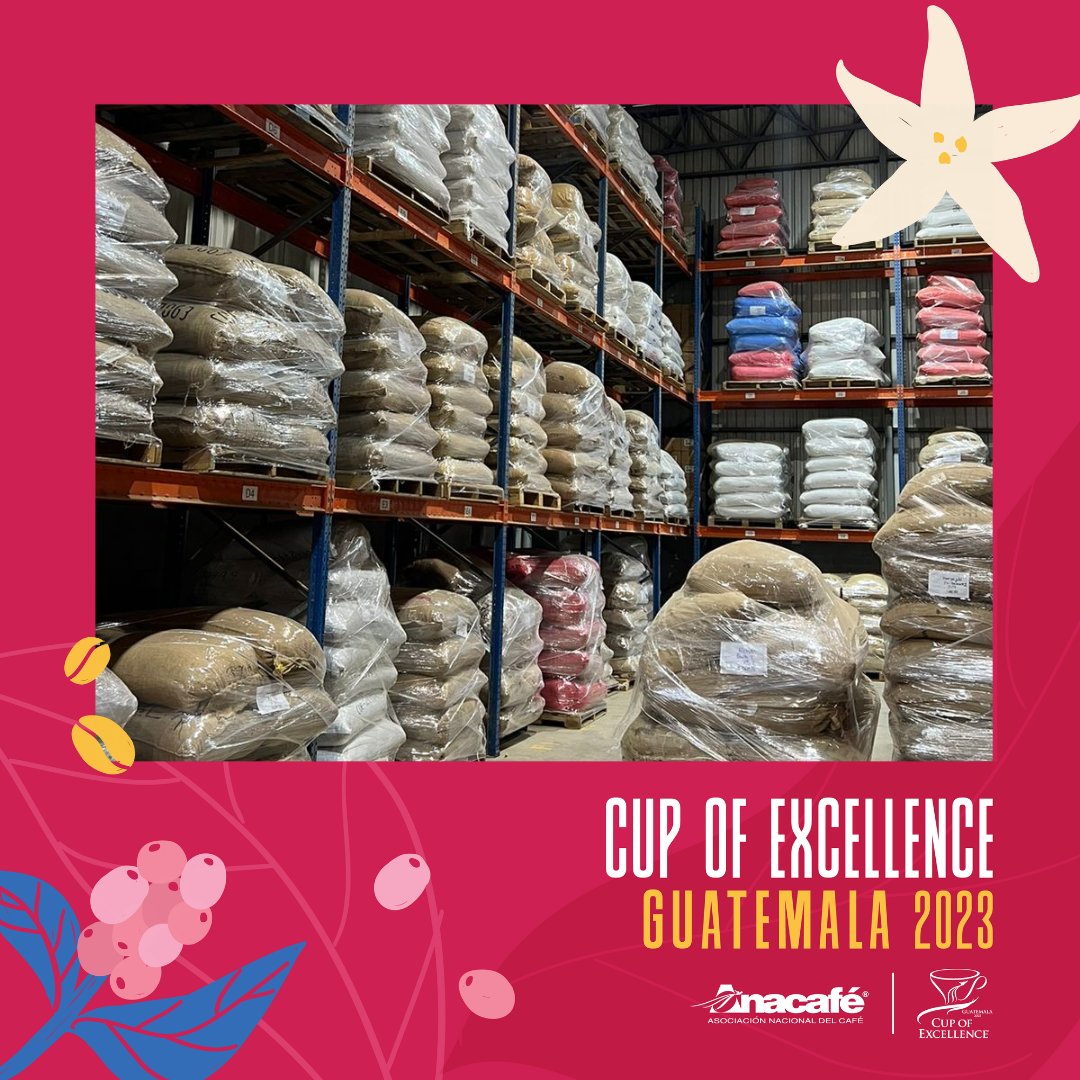 RT Guatemalacoffee "We are thrilled to welcome the 80 samples that made it to the National Competition phase, from May 29 to June 2nd at the Anacafé facilities. 14 national judges will select the 40 samples that will move forward to the International… "