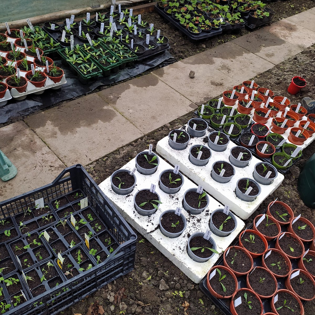 One more sleep ...

That's it.  After a beautiful day of teamwork in glorious sunshine we are green for go for the annual @SlopefieldAA plant sale.

Saturday and Sunday 12 noon until 4pm.

#growyourown #allotment #slopefield #loveyourplot #community #communitygrowing #plantsale