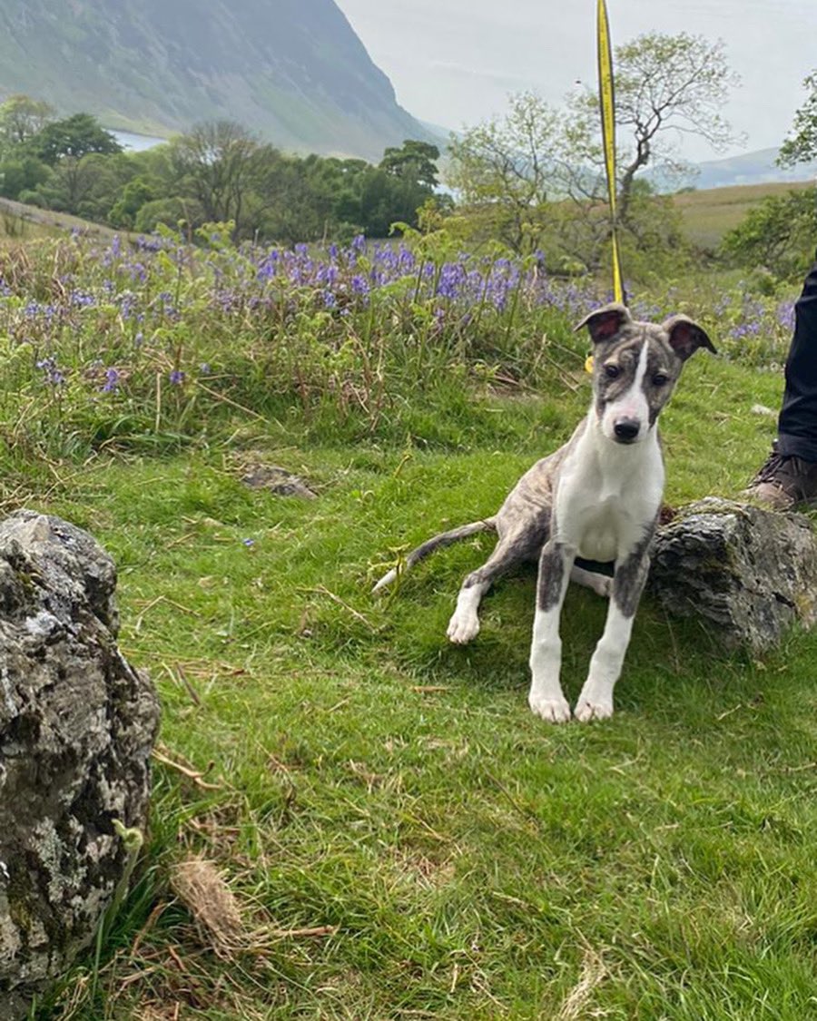 Drax is looking for his forever home, he’s a gorgeous 3-4 month old lurcher 👉link in bio #Lurcher #puppies #adoptdontshop #adogisforlife @DogsTrust