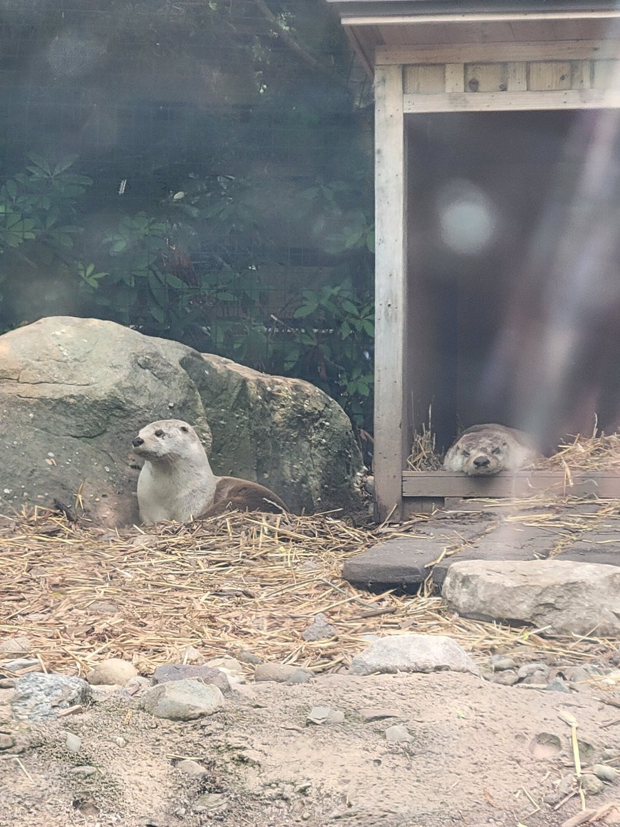 Jean Hribar tweet media