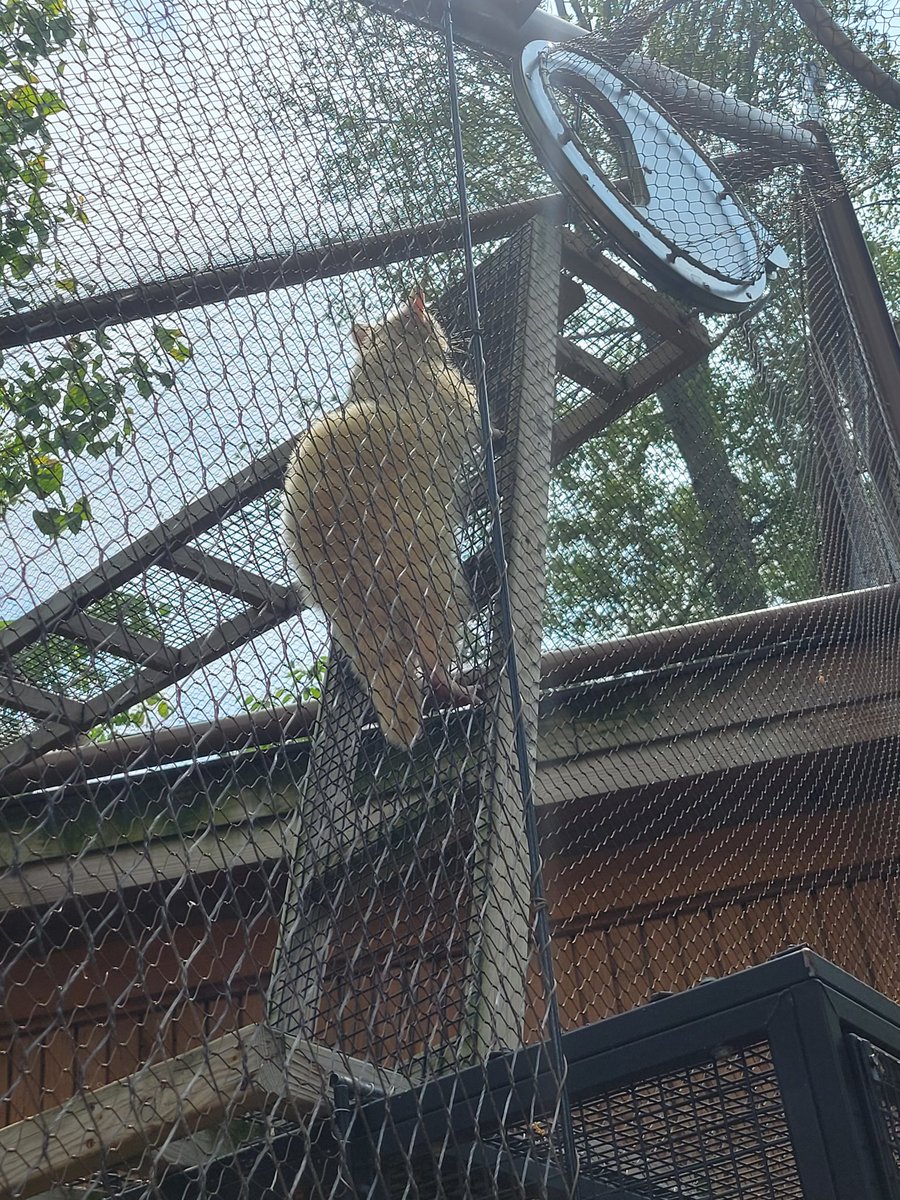 Jean Hribar tweet media