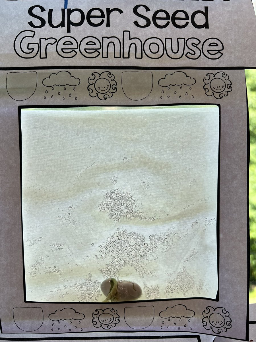 MsSlaughterBAES's tweet photo. @MrsBoganBAES @MsRosasBAES They’re so excited about the beans and butterflies! 🌱🦋 #BAESShines https://t.co/TzNIpBBMkU