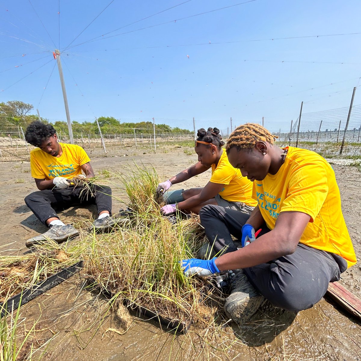 The past 2 weeks the Jamaica Bay Wetlands Fellows have been replanting sections of the West Pond Living Shoreline. Staging 45,000 spartina alterniflora (salt marsh cordgrass) plugs + planting 20,000 and counting! #greenworkforce #restoration #jamaicabay #wetlandsfellowship