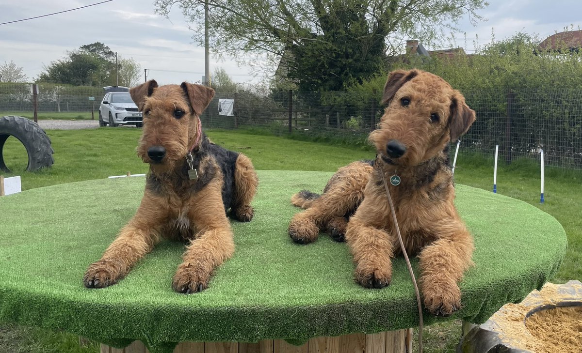 no1mainlander's tweet photo. @charliersmith1 Rita and Jack sending you their love from the dog park x https://t.co/HQJLNRZUEE