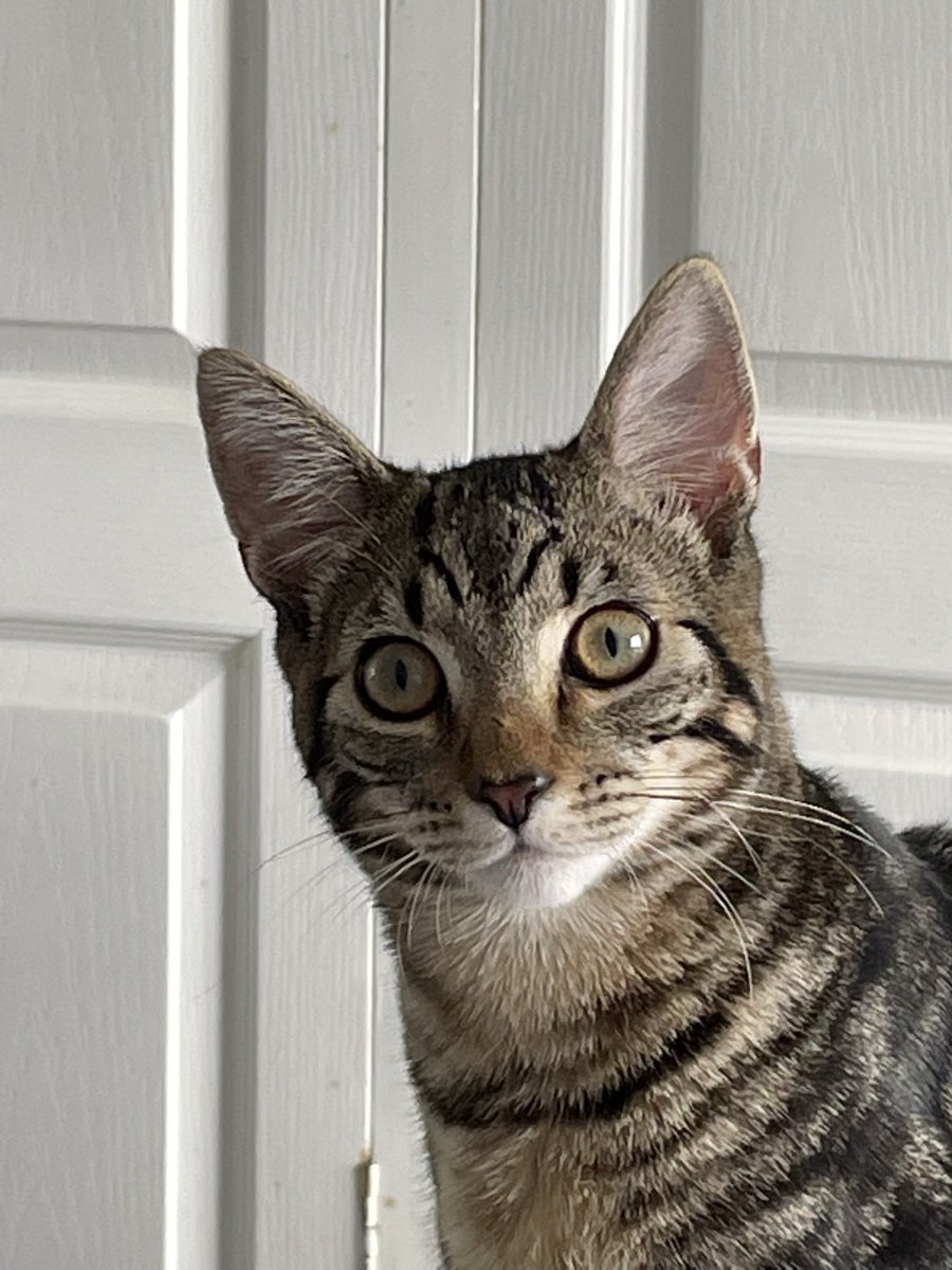 bikeseller1's tweet photo. @charliersmith1 This is baby Preston sending love 🥰😻 https://t.co/s3KNElmjiX