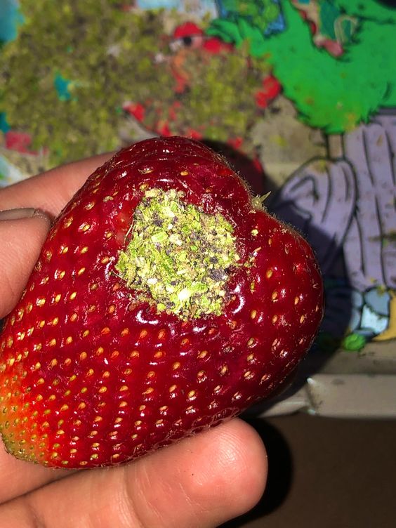 Herbworthy's tweet photo. Strawberry Haze 🍓
Read: https://t.co/wAnSnA6fi9 https://t.co/Zvoo7mR3gS