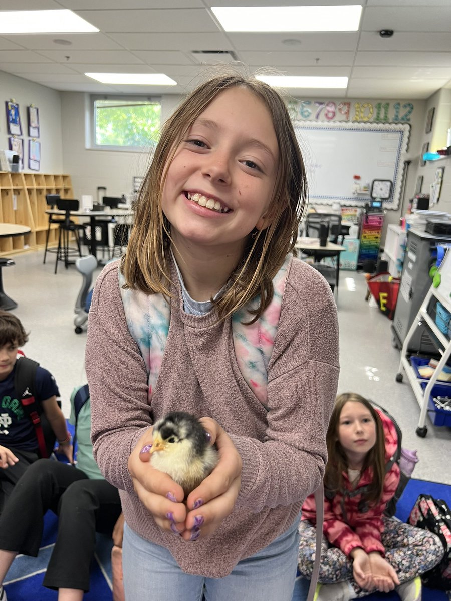 Wimmer3rd's tweet photo. Q is for Quiet! Today we had to be quiet for our baby chicks. Students got to hold the chicks and watch them waddle around our classroom 🐣💚 #10moredays https://t.co/liJUxsDZgQ