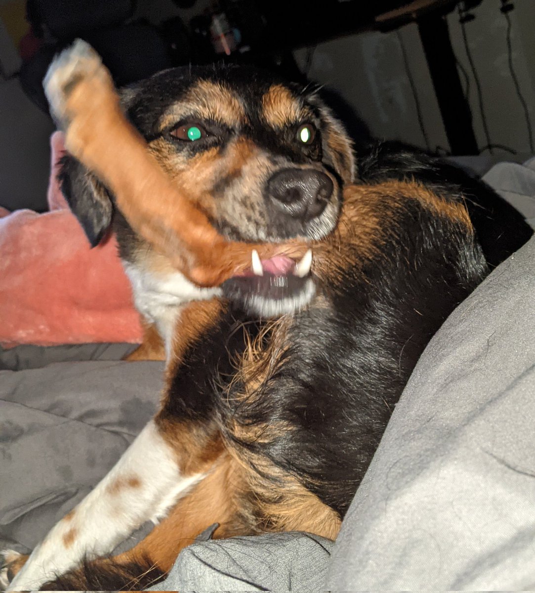 MattBreckly's tweet photo. I think Bunny forgot how to dog https://t.co/H8qw38GJDU