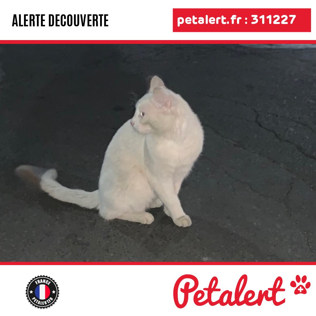 petalert_france's tweet photo. Trouvé #Chat #Essonne #SavignySurOrge #Petalert #PetAlert91 / https://t.co/xiNDAdki2E https://t.co/ZIy8NicmS9
