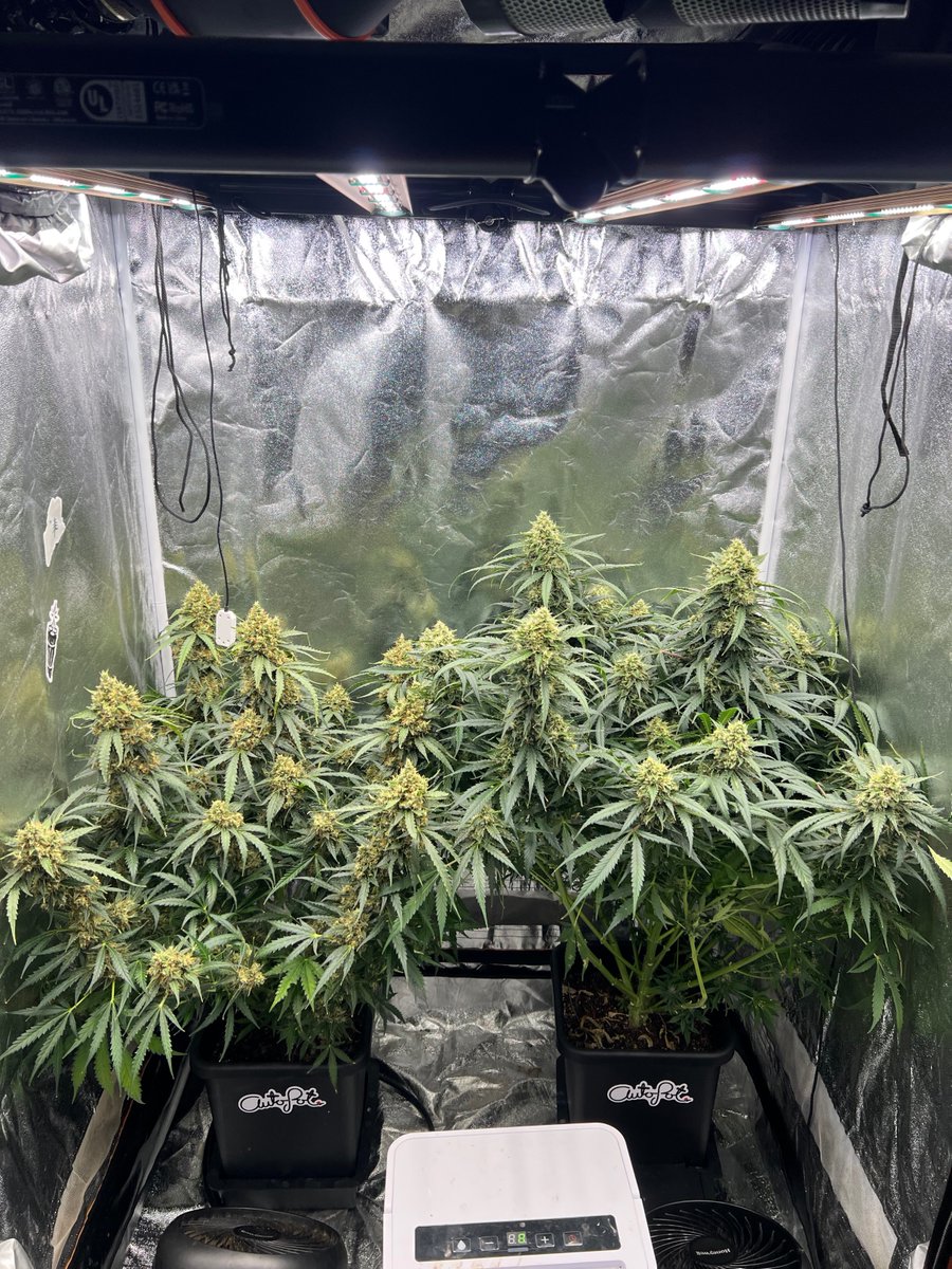 Day 66. Supreme runtz by @Speedrunseeds @autopotusa (Pushnautopots) = 10% off. @GrowersChoice_ #ROIE420 #Cannaland #Marijuana #Weed #cannabis #CannabisCommunity