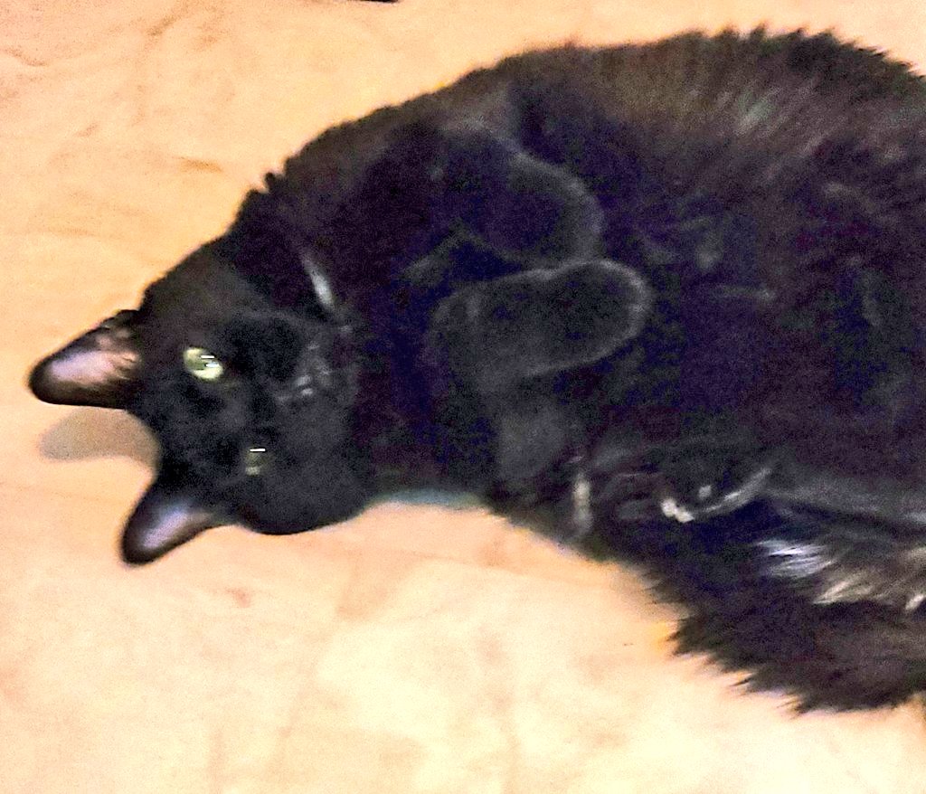 <a href="/LorgeMax/">Max (Krimb types)</a> Yez!!! I'm so glad for you beautiful boy 😻🖤
