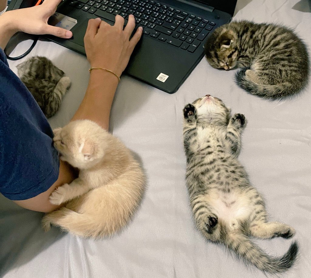 Why you should have a cat tweet media