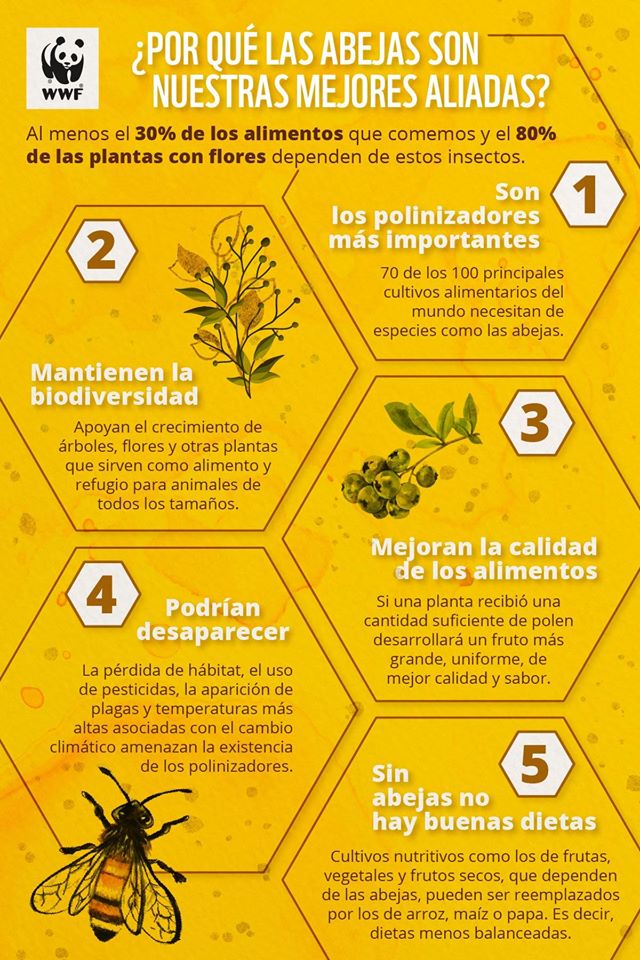 WWF_LAC's tweet photo. Las abejas 🐝son insectos increíblemente importantes cuyas actividades de polinización🌸 ayudan a las plantas a producir algunos de nuestros alimentos más comunes, a mantener los ecosistemas funcionando y saludables.  
Conoce más sobre las abejas en esta infografía ⬇️ https://t.co/055p8RPSBD