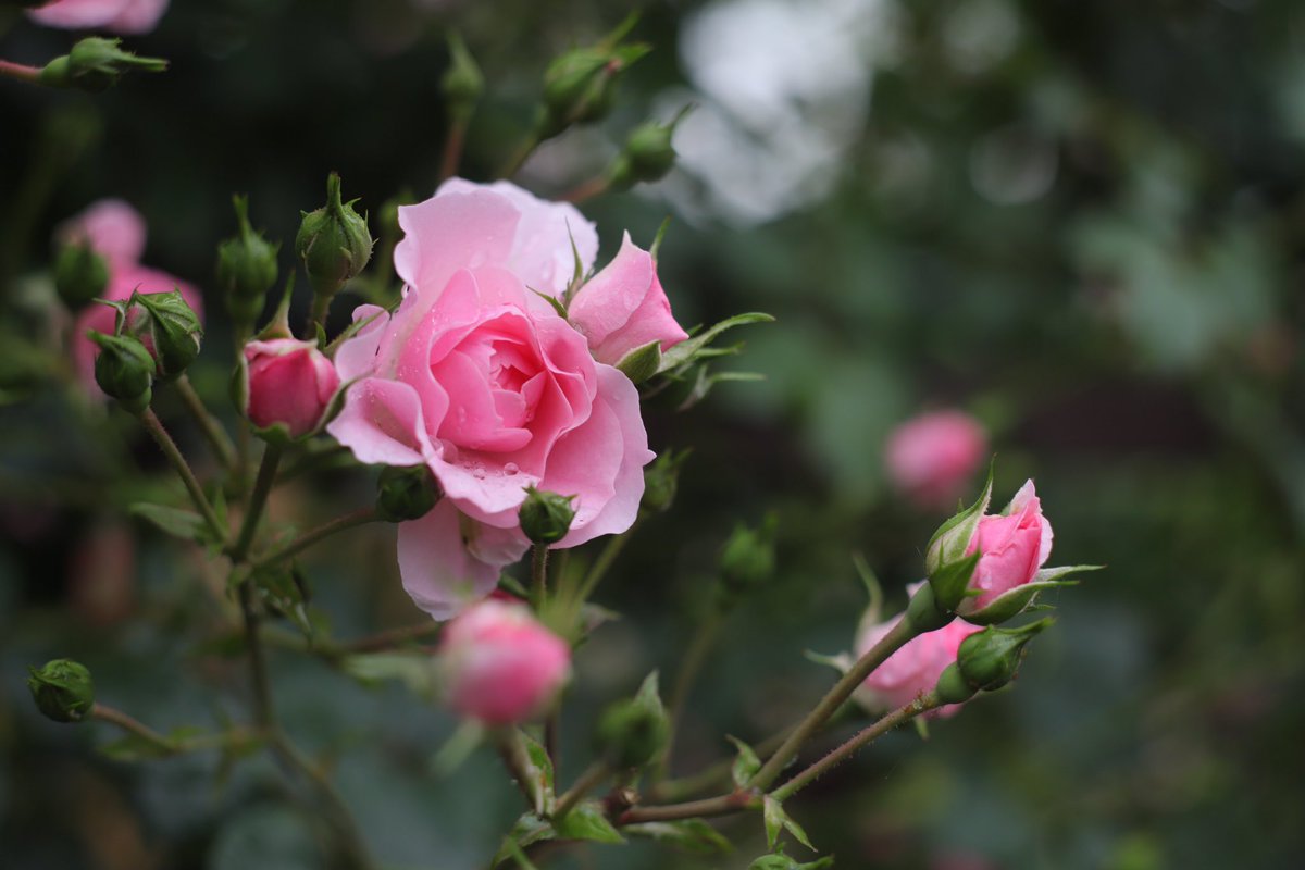 haguregumo-on-twitter-mc-zenitar-m2s-2-50