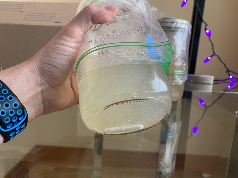 mycomatic's tweet image. Check out this liquid culture with thriving mycelium! The key to successful mushroom cultivation is starting with healthy and robust mycelium. I can't wait to see the amazing fruits that will come from this culture. #mycology #mushroomcultivation #liquidculture