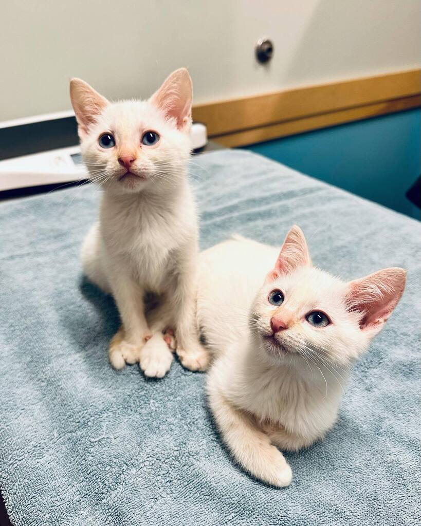 ⭐️Double trouble with Pink and Adele⭐️
•
•
•
•
•
•
•
•
•
•
#BYVH #BrooklynYardVet #Cats #Kittens #Pdx #Portland #PdxVet #PdxCats #PdxPets #catsofinstagram #KittensOfInstagram #VetMed instagr.am/p/CscJkVLS7If/