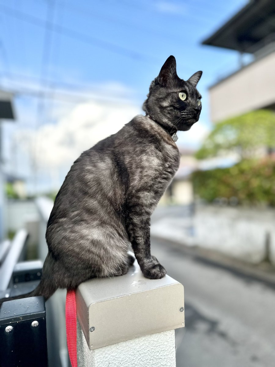 1107_Tsuchinoko's tweet photo. おはようございます♪
今日も懲りずにニャルソック…😅
怖いくせに

今日はリトルカブに配線します‼️
#バイク乗りと繋がりたい #バイク好きと繋がりたい #猫 #車好き #ニャルソック https://t.co/8rw7B2onjH