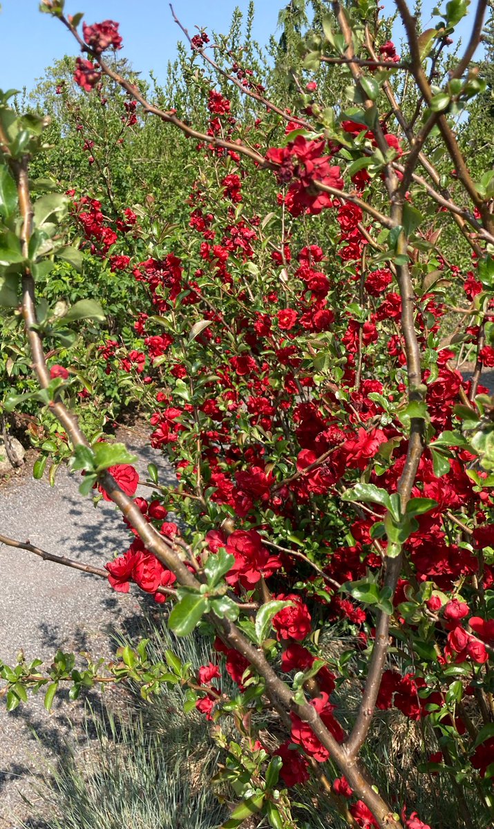 MicheleDMorin's tweet photo. βMake thankfulness your sacrifice to Godβ¦β
(Psalm 50:14)
#coastalmainebotannicalgarden
#livingourdays
#springinmaine
#fieldtripday
#substituteteacher https://t.co/weEmDn3OYB