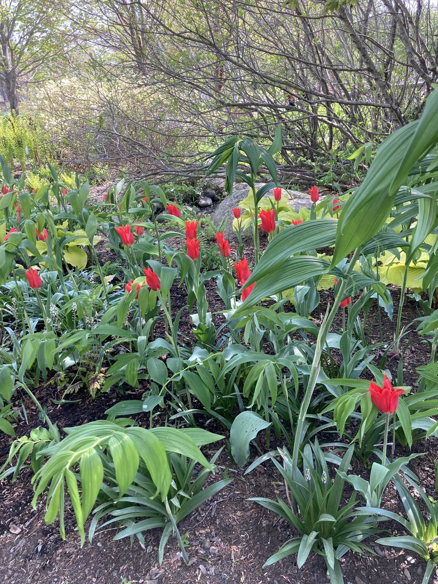 MicheleDMorin's tweet photo. βMake thankfulness your sacrifice to Godβ¦β
(Psalm 50:14)
#coastalmainebotannicalgarden
#livingourdays
#springinmaine
#fieldtripday
#substituteteacher https://t.co/weEmDn3OYB