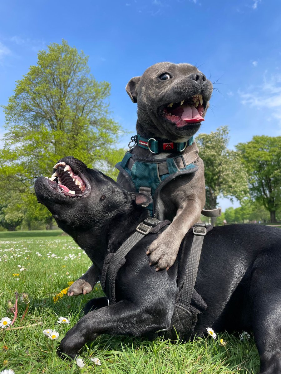 @lascapigliata8 Just caught up with your tweets. I so understand the feelings of hopelessness and despair. But when one of us is down another pulls us up. We are a tidal wave of committed women who will not be silenced. Just started your book. Wonderful. And here’s Lara & Blu to make you smile