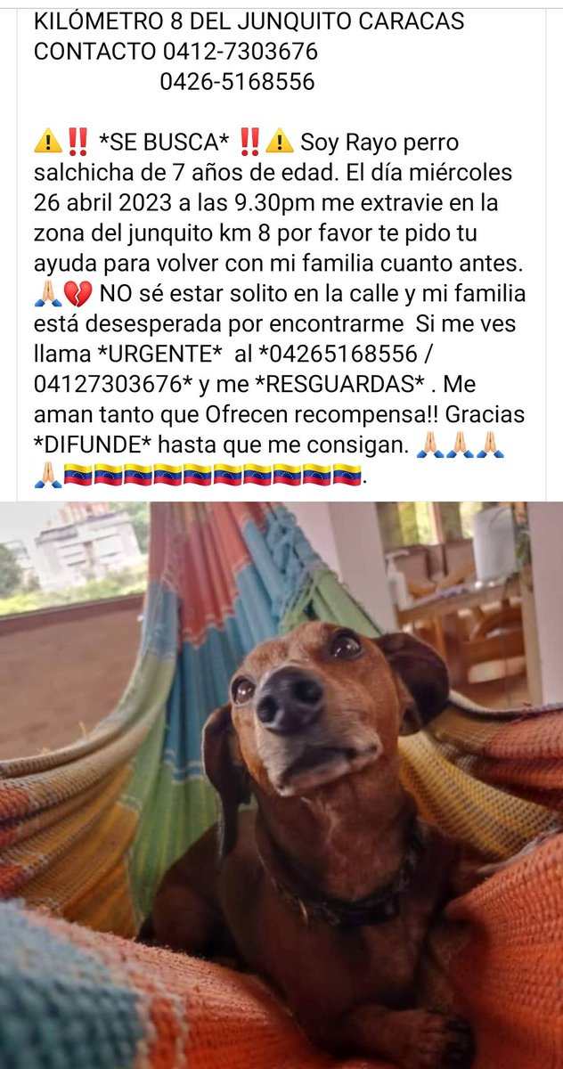 Su familia sigue buscando a Rayo,  por favor  #RegalaUnRT para ayudar a que se reencuentren muy pronto,  El Junquito