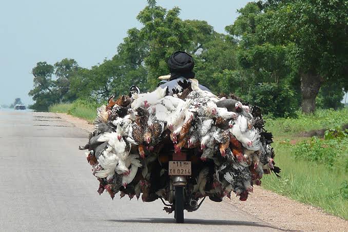 Rural community dwellers can be innovative with the use of their motorcycles moving livestock or produce.

Share pictures of this nature. #rural #ruraldevelopment #ruraltourism #ruraldwellers #thinkaheadag #farmers #africa #TAGsFarm