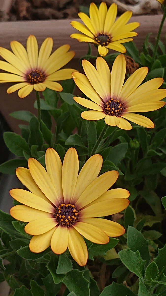 ハッピーベリー