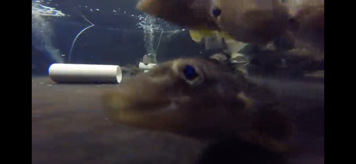Having camera curious fish when trying to take behavior videos is not ideal, but I can’t even be mad when they do this.