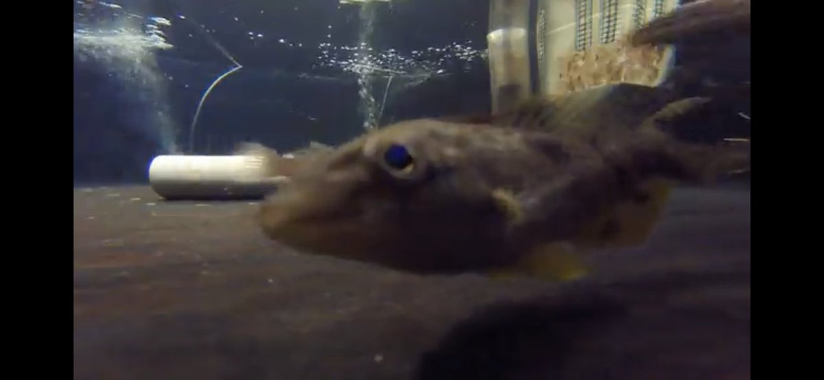 HMQuertermous's tweet photo. Having camera curious fish when trying to take behavior videos is not ideal, but I can’t even be mad when they do this. https://t.co/tYiYTkATY4