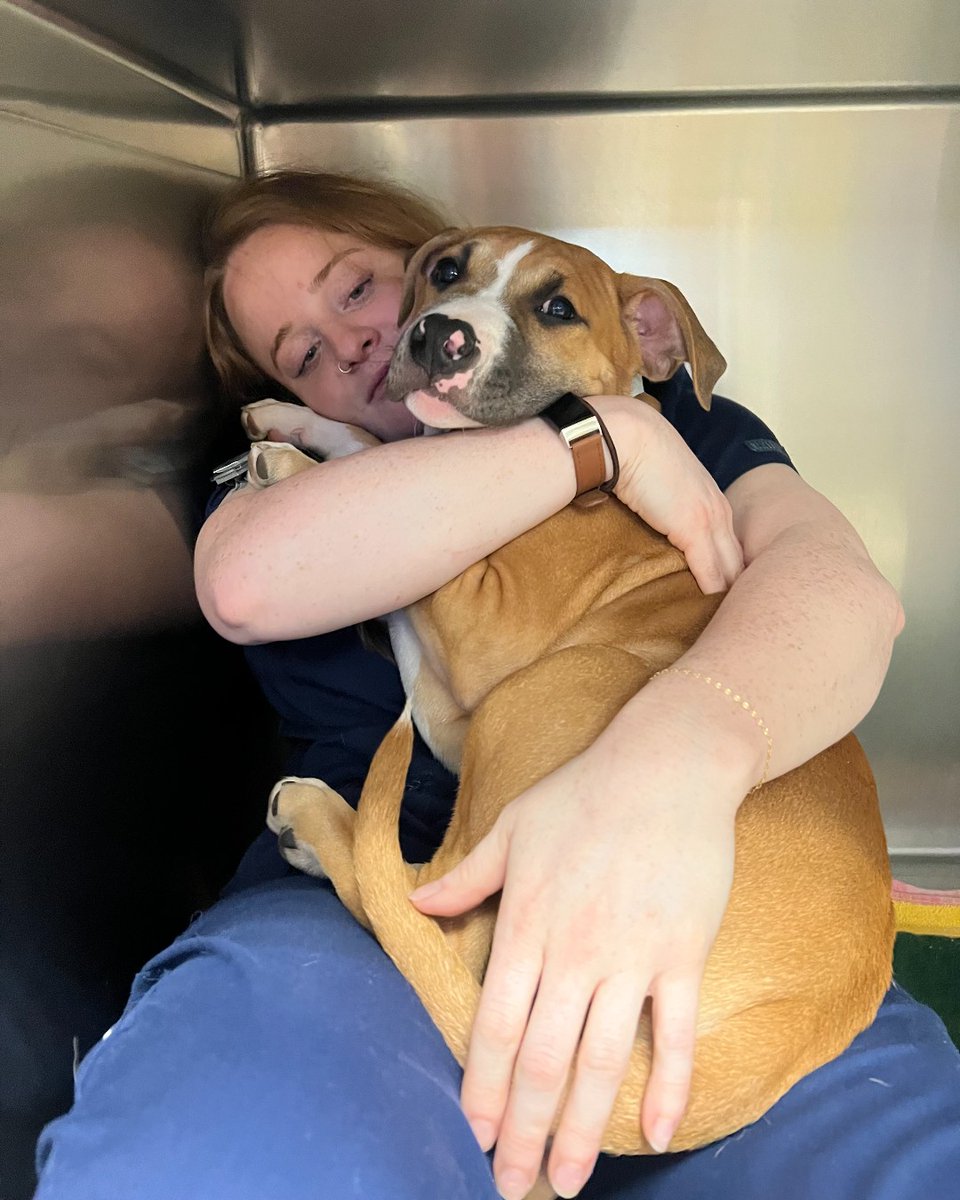 atdoveorg's tweet image. When your patients need a little extra support during their visit ❤️ 

#vettech #vetmed #veterinaryhumor #vetassistant #adorable