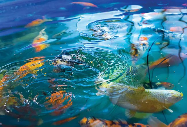 Cannabis and aquaculture: a perfect match? buff.ly/3IsFcgK