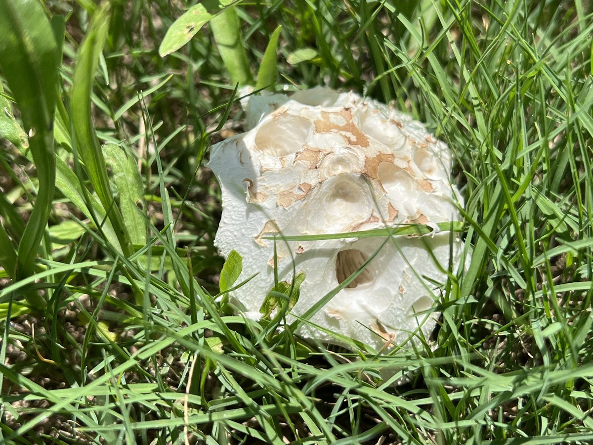AngelleNDisguis's tweet photo. I’ve never seen one like this one before… If you don’t know what it is, put your thoughts in the comments! #weirdobjects #guessinggame https://t.co/AXqvlUvdRI