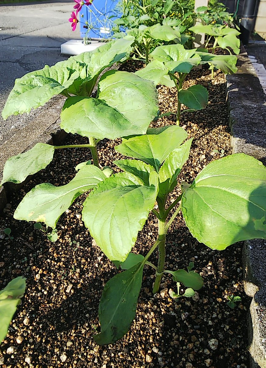 jeesan7's tweet image. 【🌻27日目🌻】
グングンおっきなりよんねん。🌱
昇る朝陽を待ってる🎶

💐絶好調😆
🍅好調と思われる🤔
🌼でしゃばりすぎ😅
🍉微妙😥

#ひまわり
#スマイルフラワー