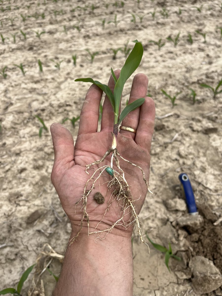 214-78 doing it’s thing <a href="/Channel_KY_SIN/">Channel S.IN & KY</a> <a href="/CodyHornaday/">Cody Hornaday</a> <a href="/bigyieldscorn/">Kalb Farms</a>