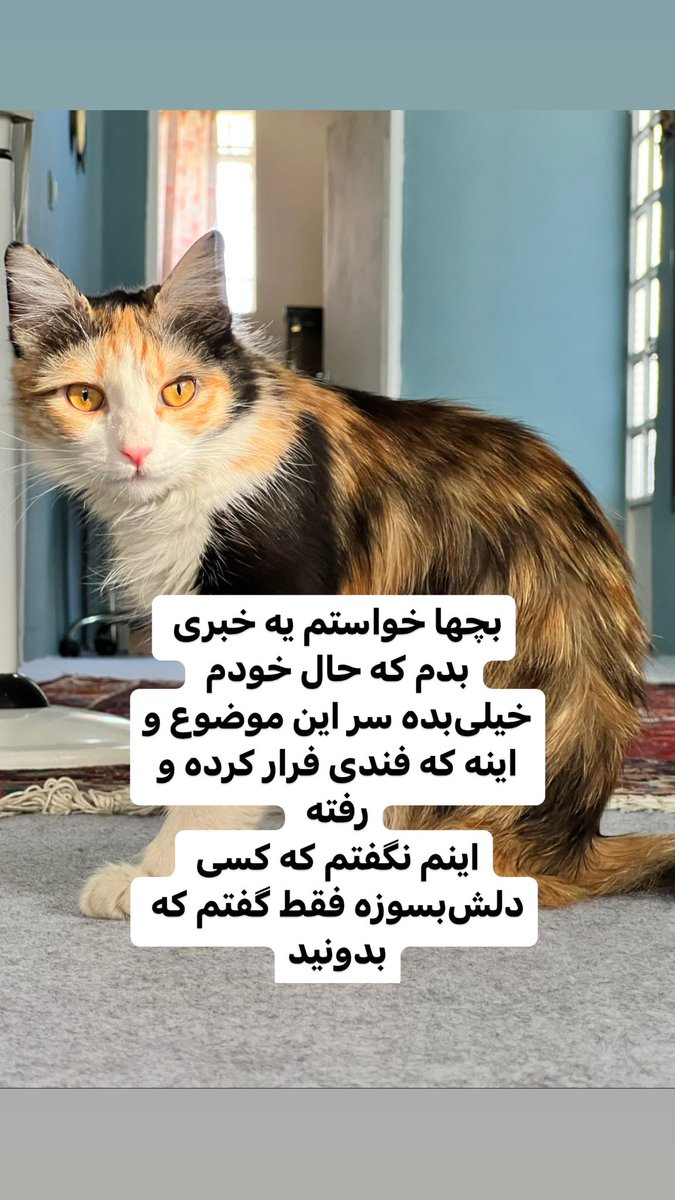 Parham NZ tweet media