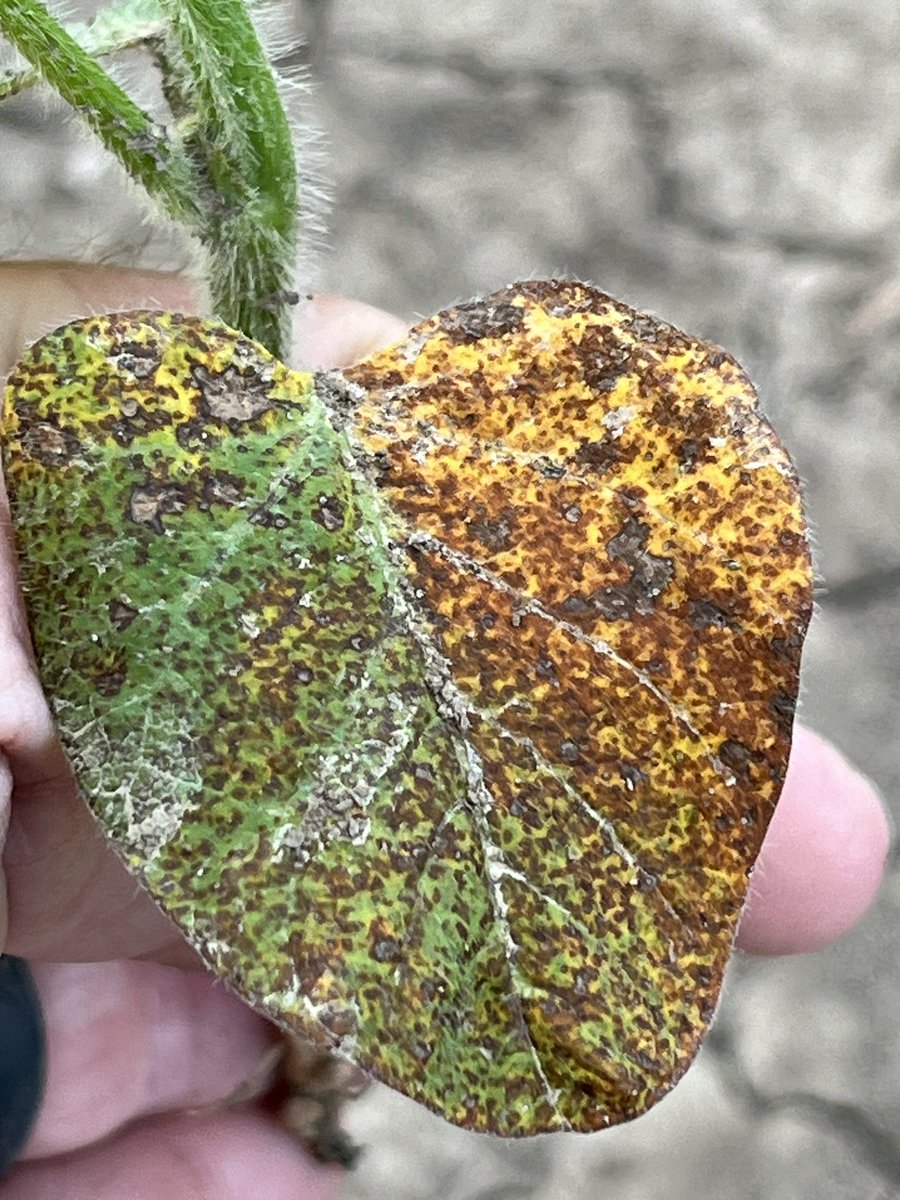 baldpathologist's tweet photo. In soybean fields with 1) continuous soybean and 2) a history of taproot decline (TRD), finding TRD-infected plants can occur at vegetative stages (~V4). Look for yellowing (think animal print-like) leaves in the lower canopy. Roots will be rotted and black #mscrops @MSSOY https://t.co/3WfxVhP3vb