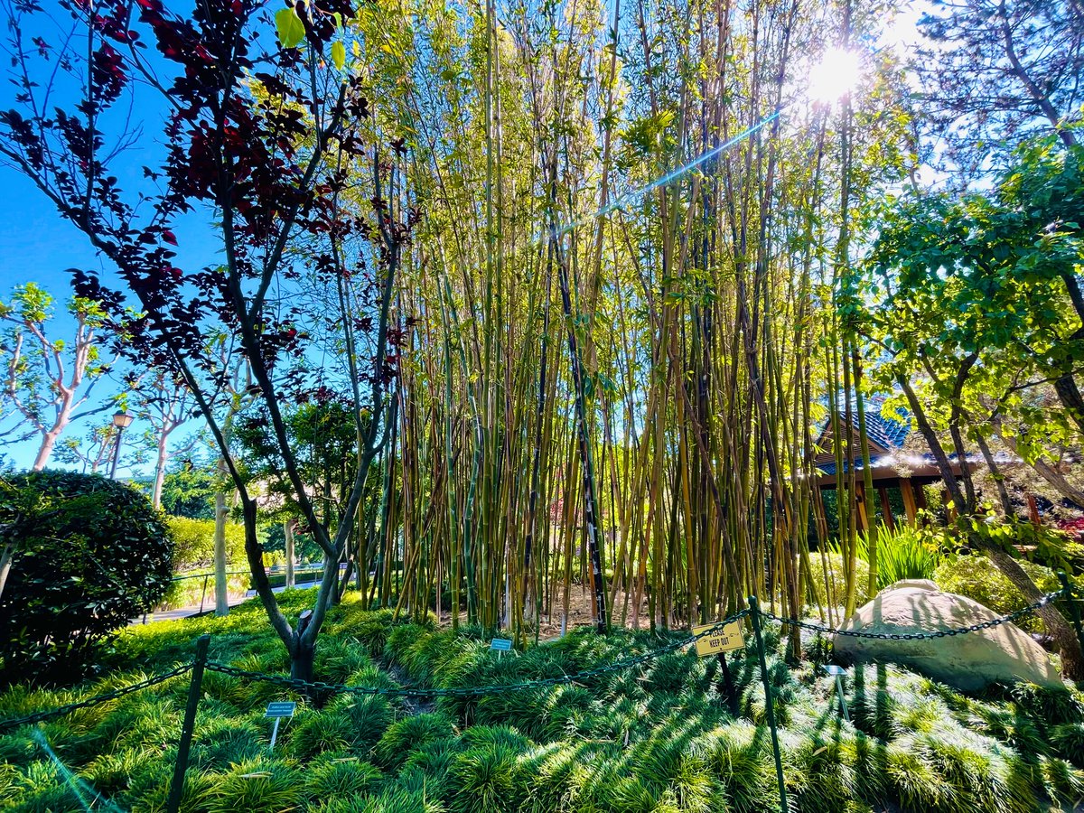 spmikey83's tweet photo. Ruby Tuesday sunshine. โค๏ธโ๐ฅโ๏ธ๐๐ฅฐ๐บ๐ชด๐ธ๐๐ โ #GardensOfTheWorld #MeAndKass #MikeyAndKassy #CaliforniaLOVE #ThousandOaks #MikeyPhotography #May2023 https://t.co/YyQTBvG25h