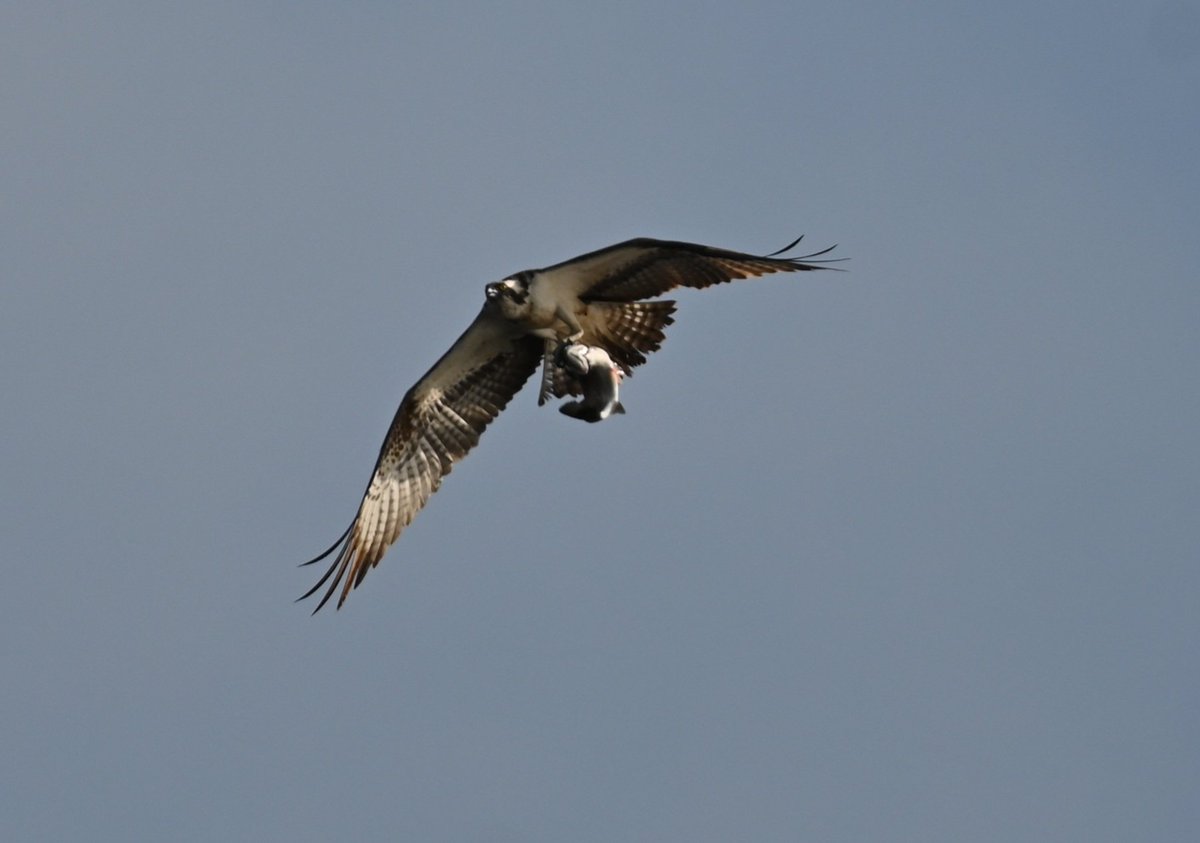 Great week in Kielder Forest.