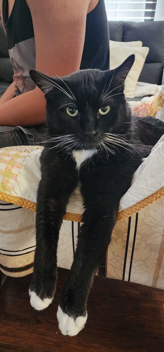 BenedictAsis's tweet photo. @Bunni3Png Void cats ate the best cats 
This is my cat https://t.co/8e0w2ApHCp