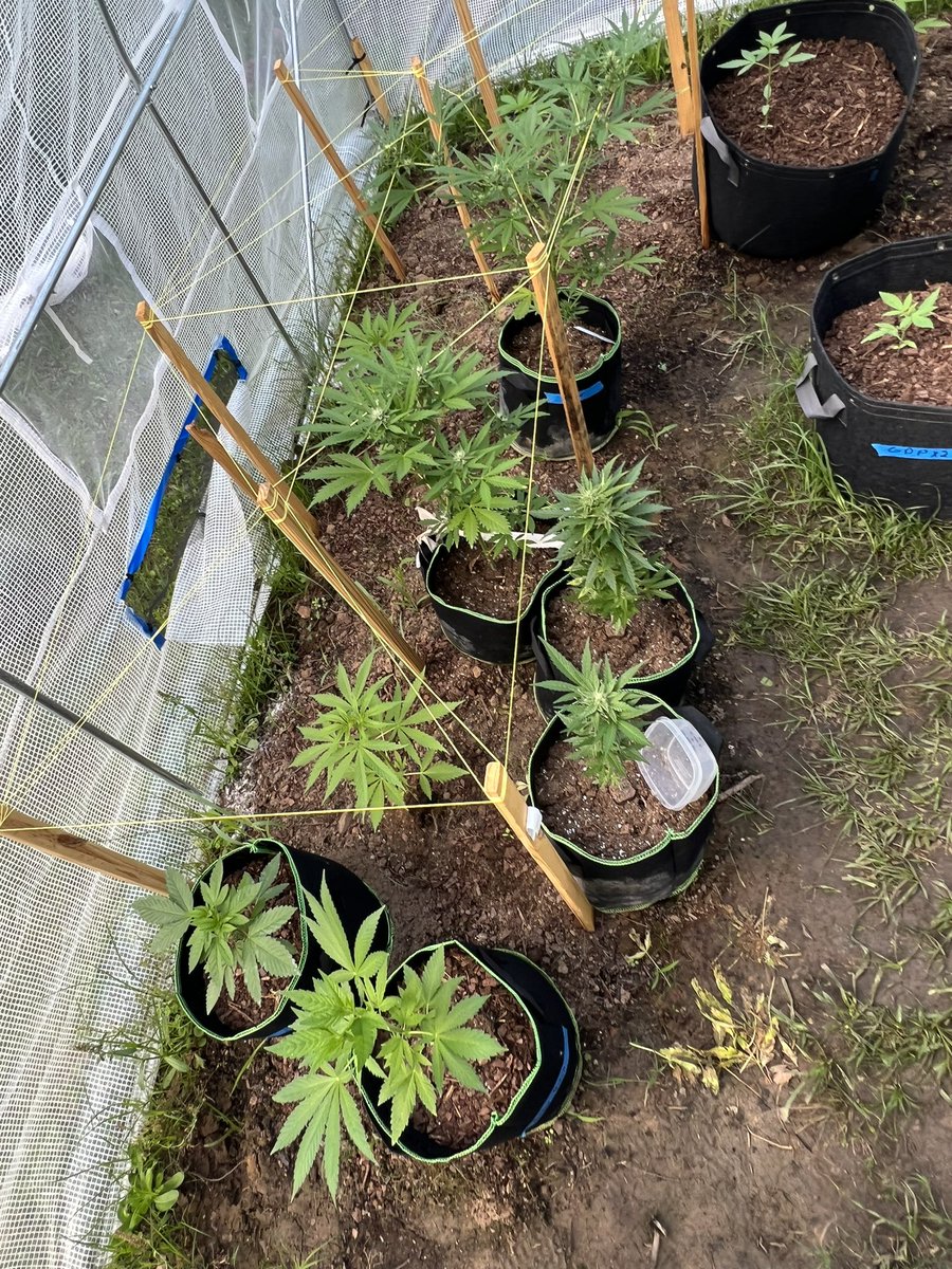 All my regs looking like girls so far 👀 harvest bout to be intense. #CannaLand #TeamNice #GreenLeopard #CannabisCommunity #Growmies #GrowYourOwn