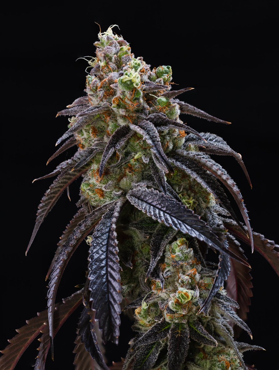 Fresh Drop limited edition return of the legendary Organic Jellysickle! Yum
Yum 🔥💚🔥💚🔥💚