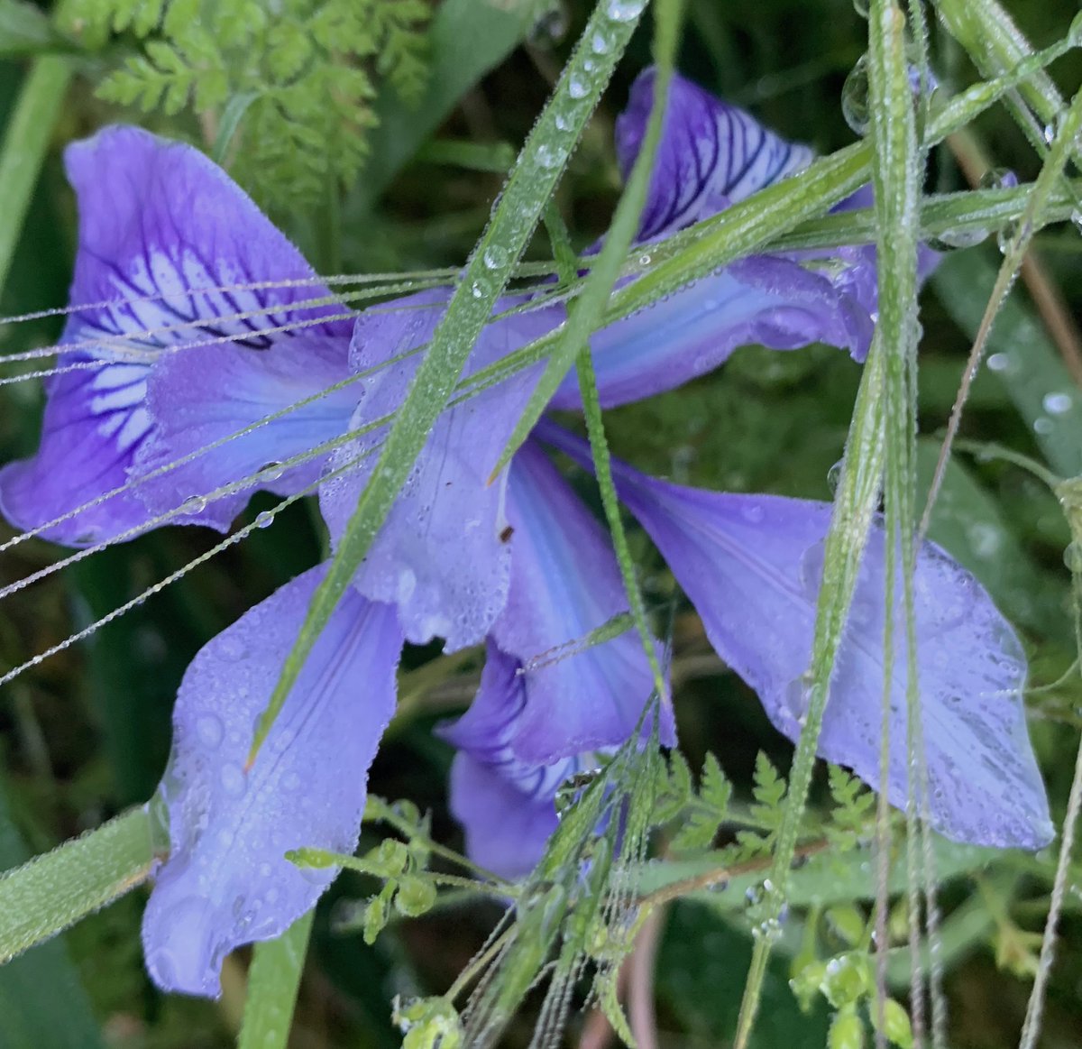 keithcooley's tweet image. I became mesmerized by the resilience and beauty of the Douglas Iris, its various shades of blue and purple standing as a testament to nature's endless palette. Each Douglas Iris was unique and carried a story - a story of survival, resilience, and blooming against all odds.