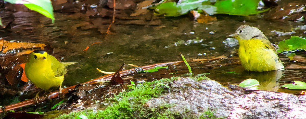 Had an extraordinary joyful morning with fellow birders watching the traffic at the CP Pool Bathing Rock  including these Wilson and a Nashville Warblers sharing a frame.
#birdcpp