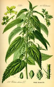 chanson18's tweet photo. @koshiz Looks more like stinging nettle. Wild parsnip has yellow tops. https://t.co/SWT9EoMTCO