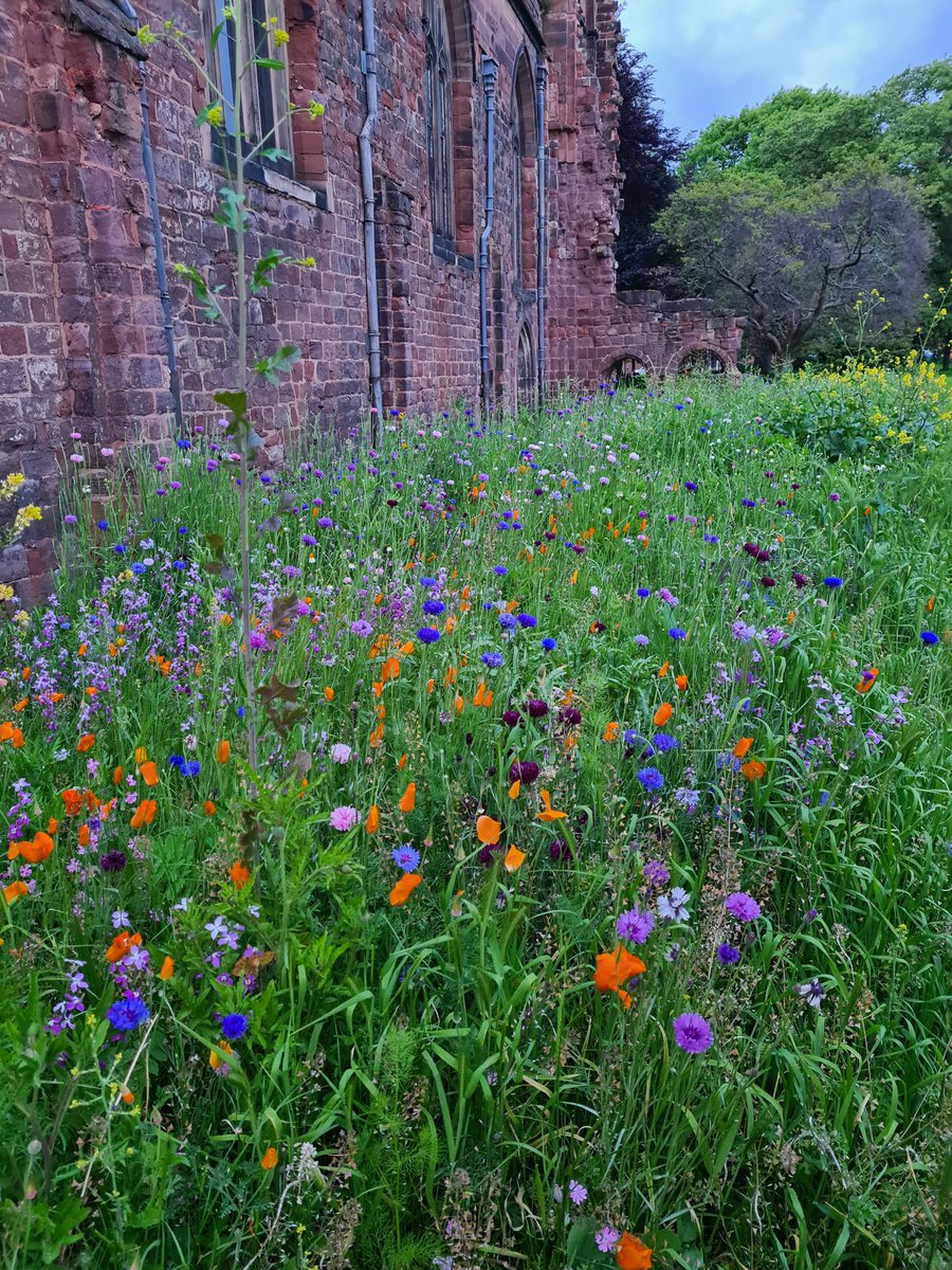 Look at the beautiful wildflowers outside the south door of the Abbey. 

Tomorrow we have a free organ recital at 12noon. Please come and have a cup of tea and listen to our wonderful organ in action